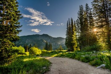 green pine trees near mountains under blue sky