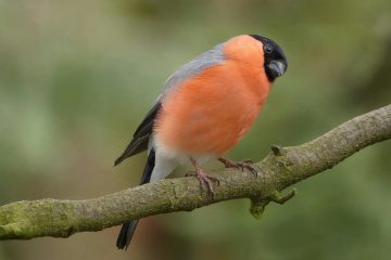 orange and black bird perched on brown stem
