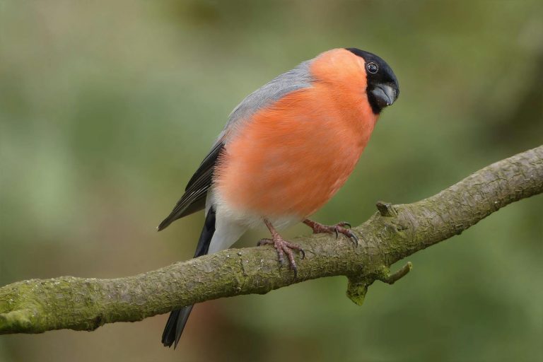 orange and black bird perched on brown stem